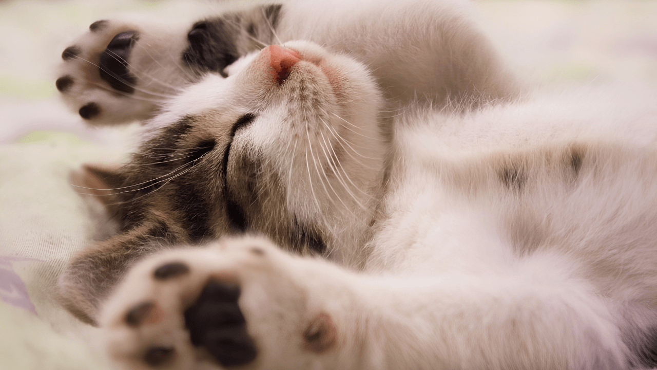 Featured image for “Restful Sleep for Caregivers: A Vital Component of Your Well-being”